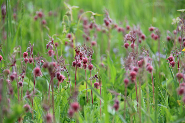 The drooping flowers of praire smoke, Geum triflorum