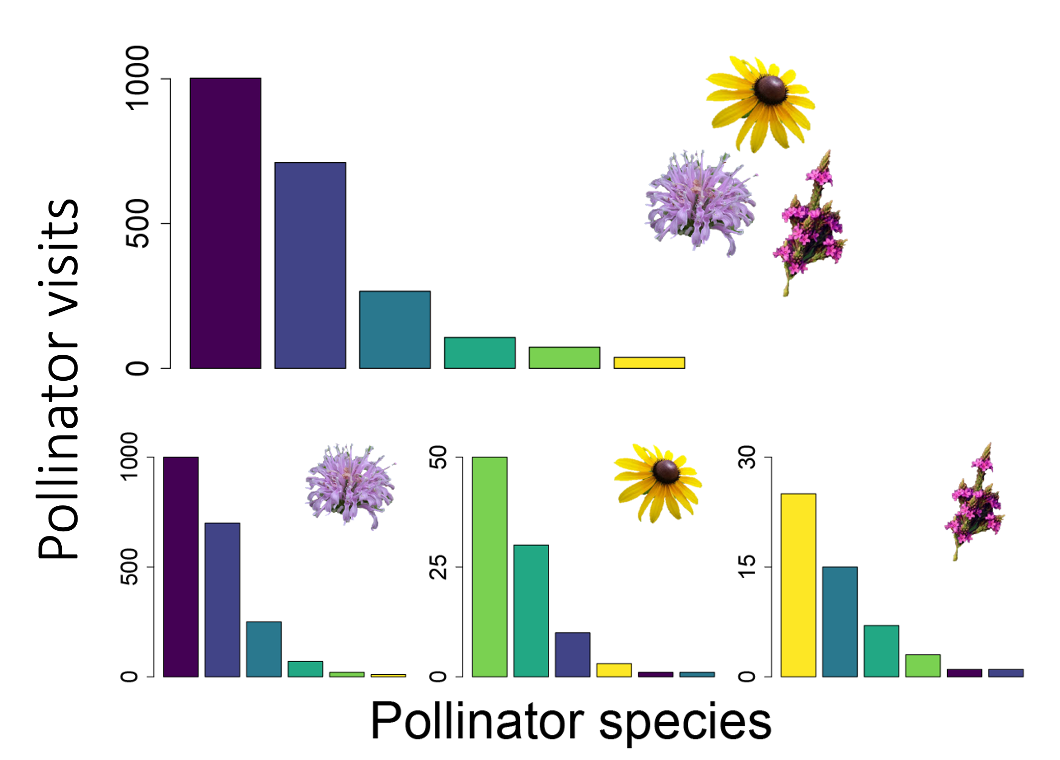 Hypothetical figure showing diet complementarity among bee species